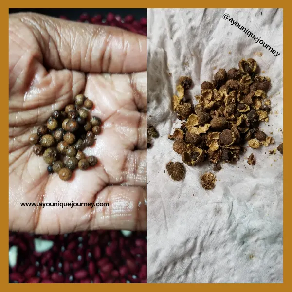 Left Photo: Pimento Seeds
Right Photo: Crushed Pimento Seeds