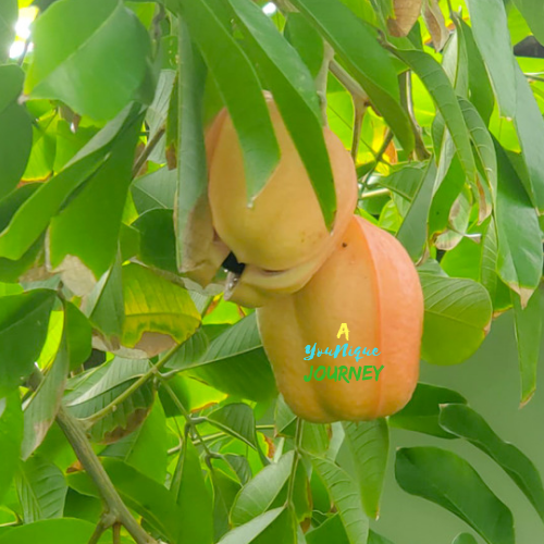 The Ackee pod is beginning to open up, exposing the head (black seed).