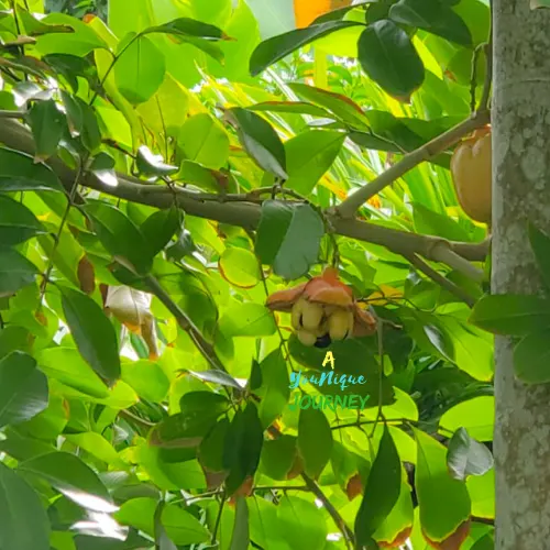 An Ackee pod is fully open and ripe.